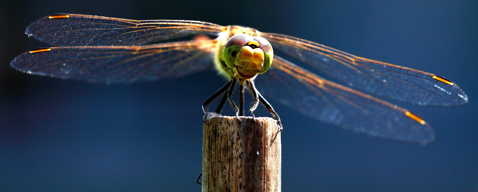 libelle door Evert Jan Hendriksen