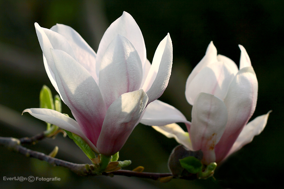 magnolia