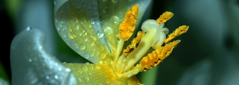 bloemen door Evert Jan Hendriksen