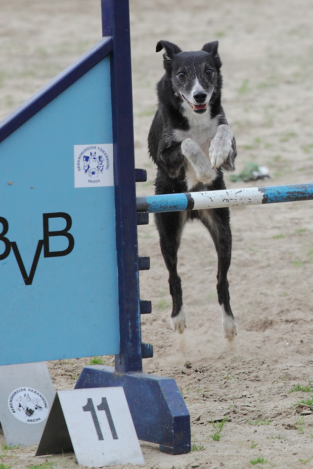 hond in actie