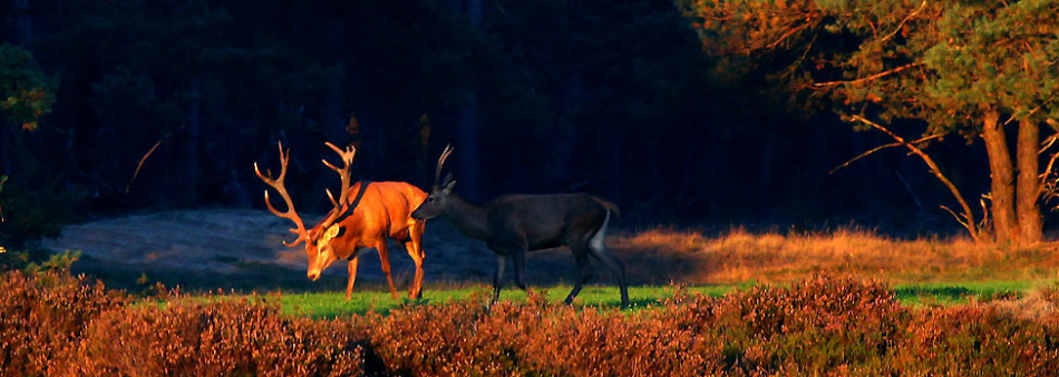 dieren door Evert Jan Hendriksen