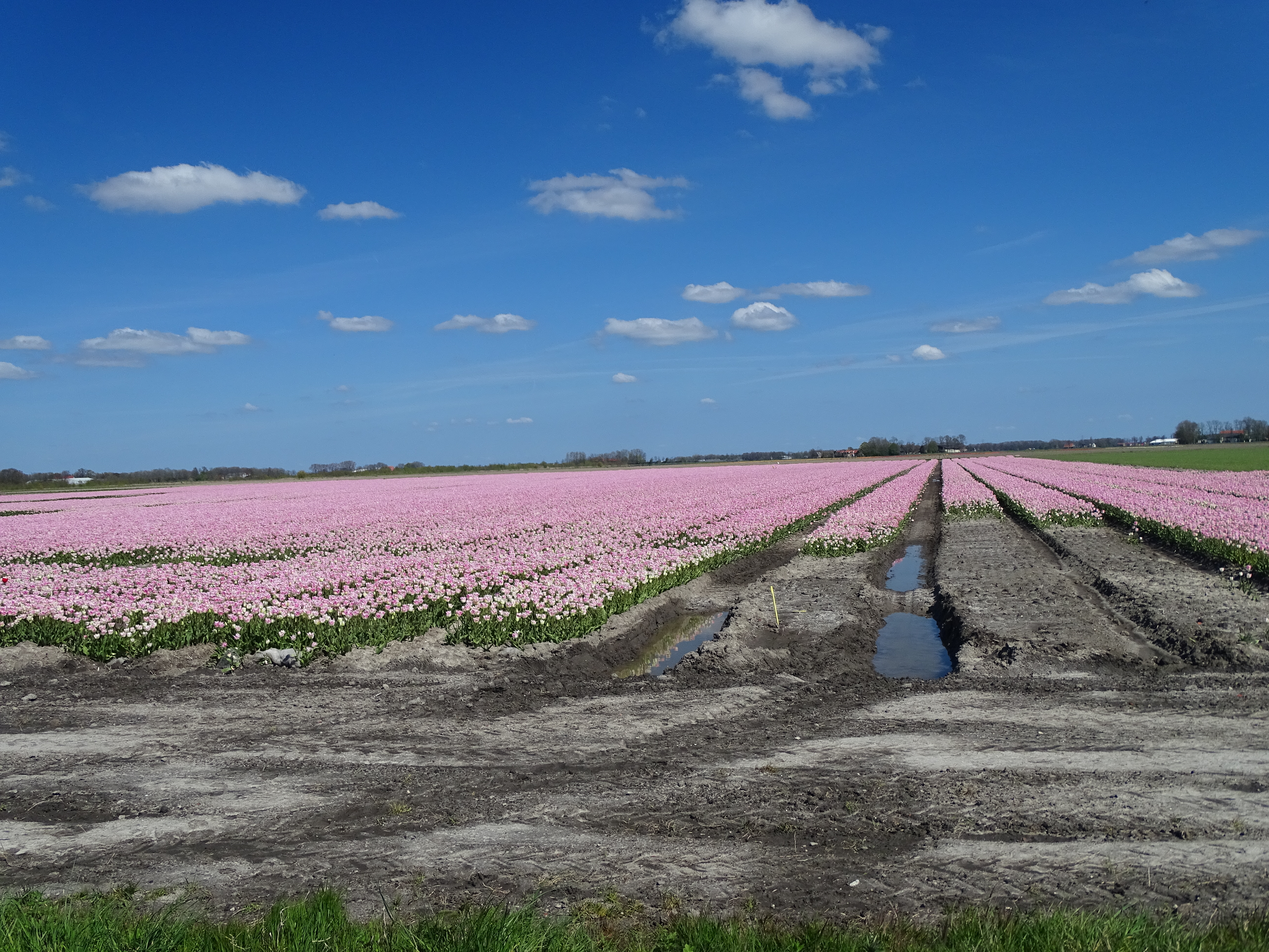 springtime in the polder, may 2016