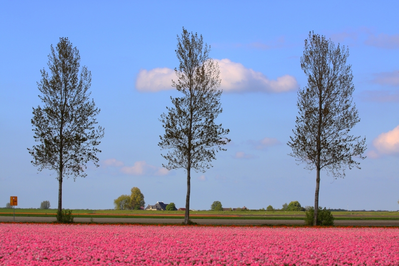 kleur in de polder