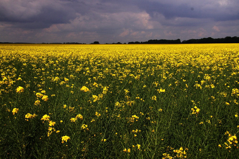 Canola in France