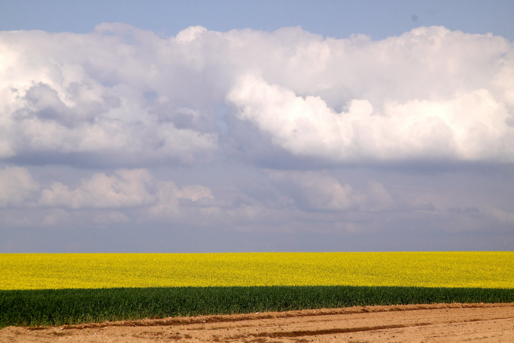 kleur in de polder