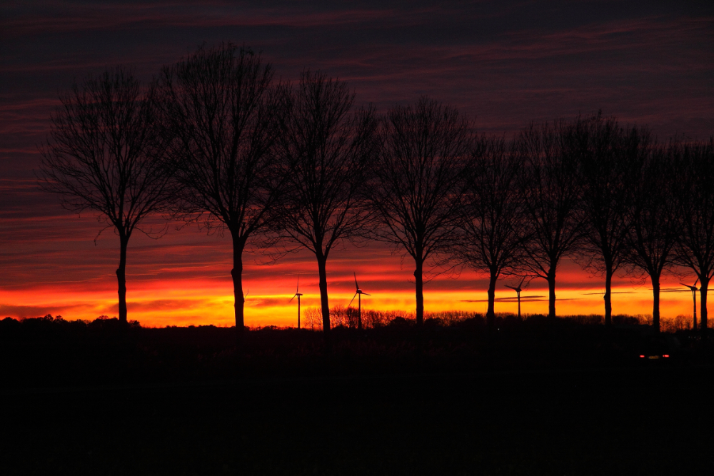 kleur in de polder