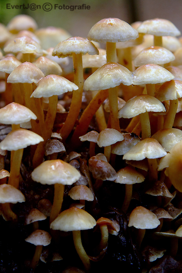 paddestoelen in macro