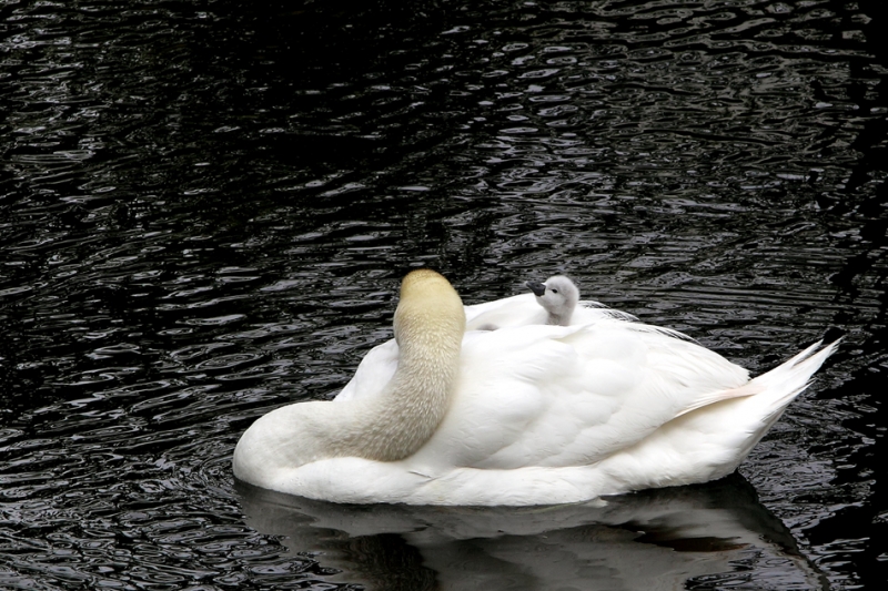 zwaan met jong